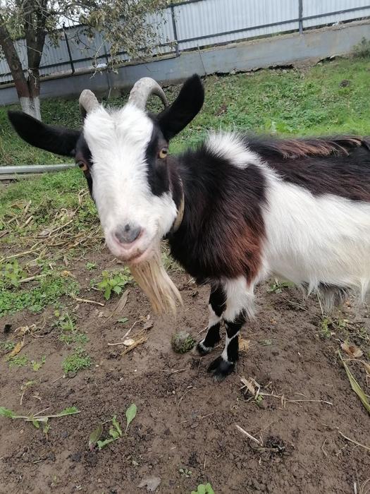 Дві козочки фото 2