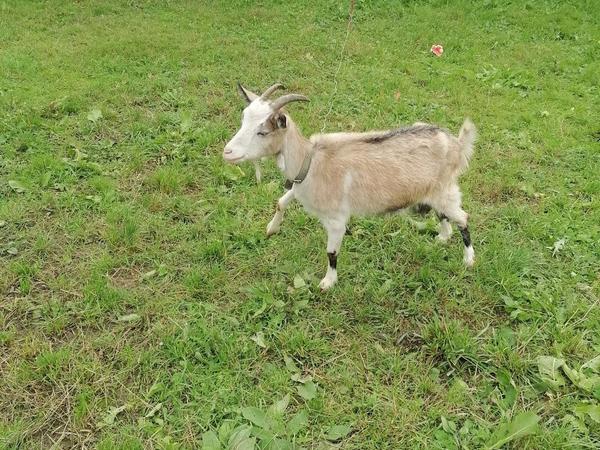 Дві козочки фото