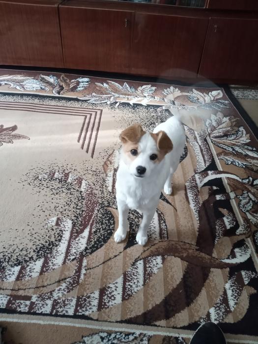 Віддам маленьку грайливу собачку в добрі руки фото 1