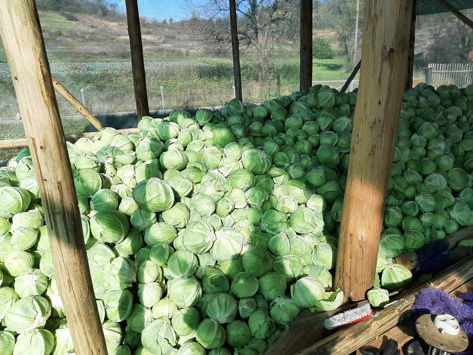 Продам капусту пізню , пригодна як на переробку та фото 2