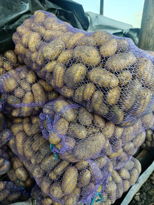 Продам картоплю фото 1