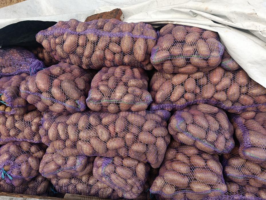 Продам картоплю фото 3