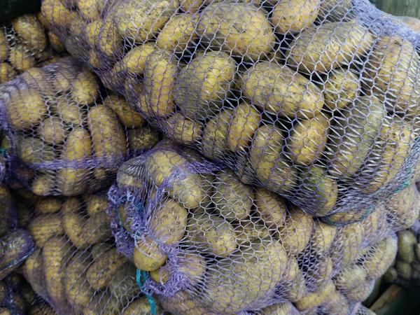 Продам картоплю фото