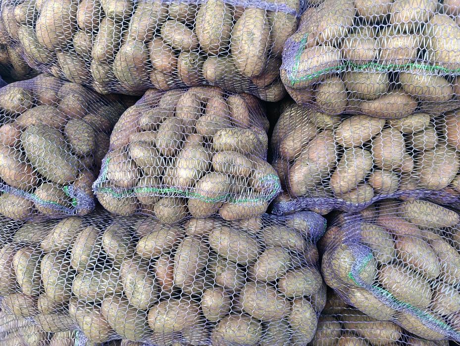 Продам картоплю фото 1