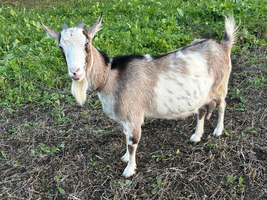 Дійна коза та козенята фото 1