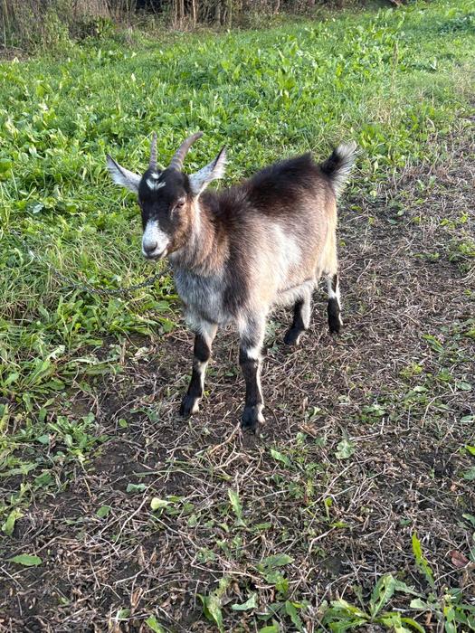 Дійна коза та козенята фото 2