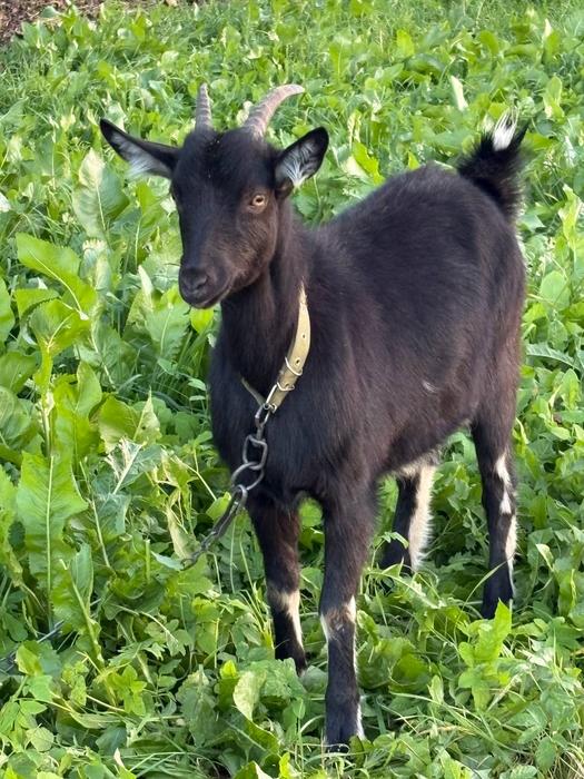 Дійна коза та козенята фото 3