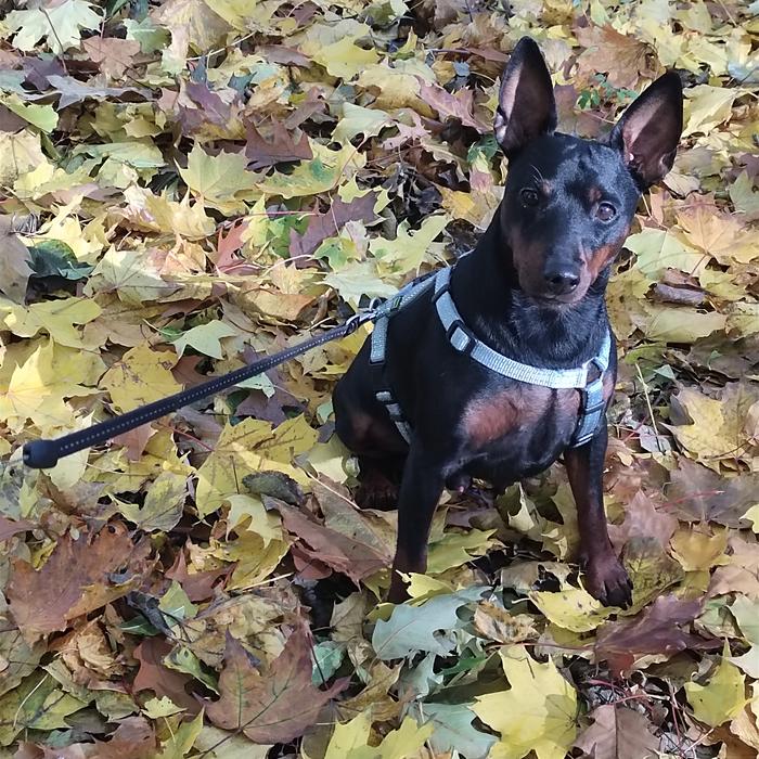 Вязка кобель цвергпінчера фото 1