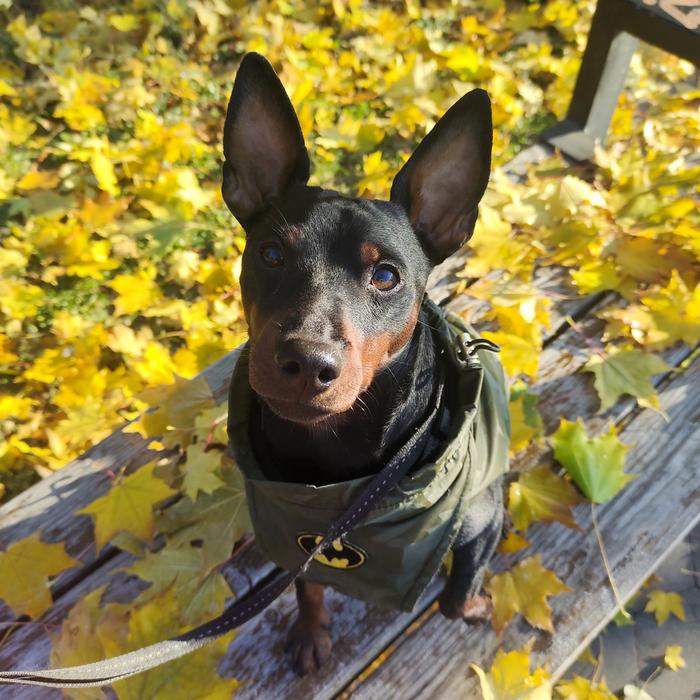 Вязка кобель цвергпінчера фото 2