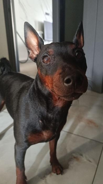 Вязка кобель цвергпінчера фото 4