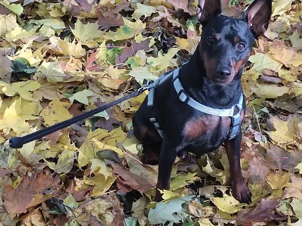 Вязка кобель цвергпінчера фото