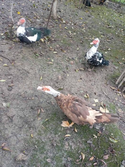 Тварини фото 1