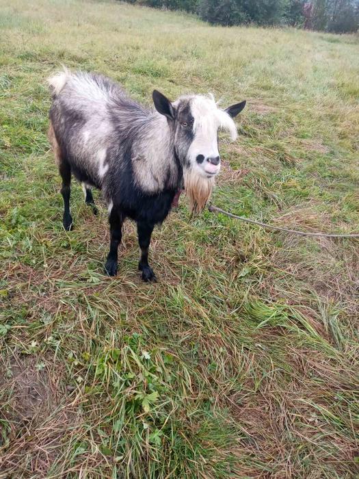 Тварини фото 2