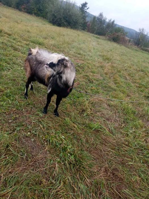 Тварини фото 3