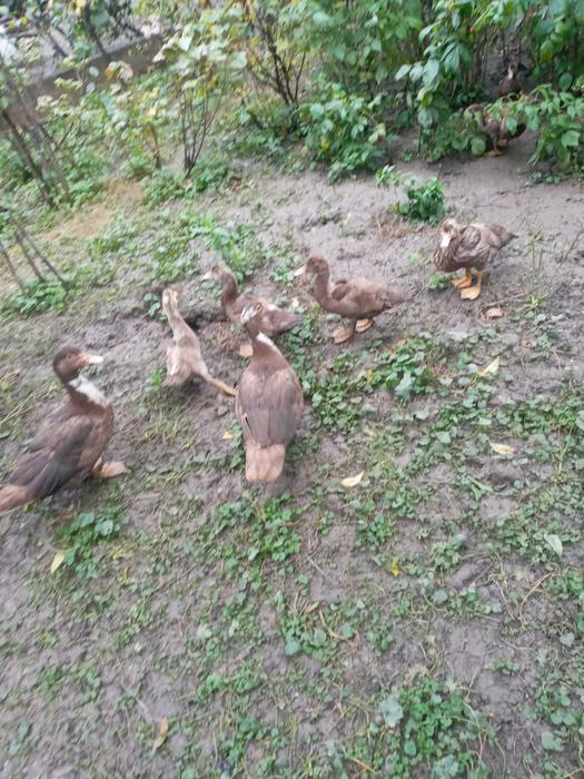 Тварини фото 4