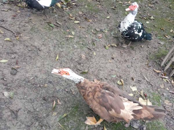 Тварини фото