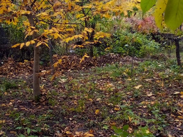 Продаю,участок,М,Чернівці. фото