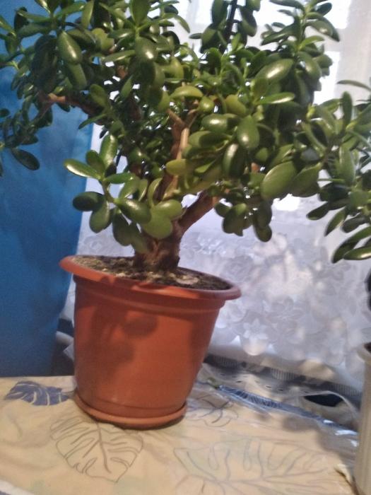 Продам комнатный вазон. фото 1