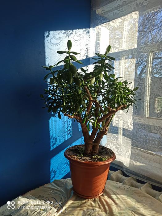 Продам комнатный вазон. photo 1