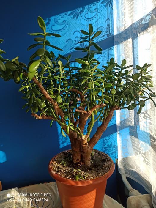 Продам комнатный вазон. photo 2