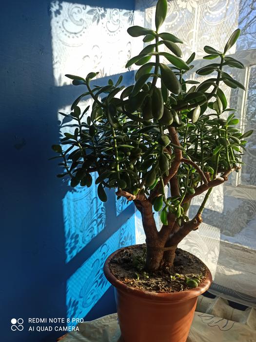 Продам комнатный вазон. photo 3