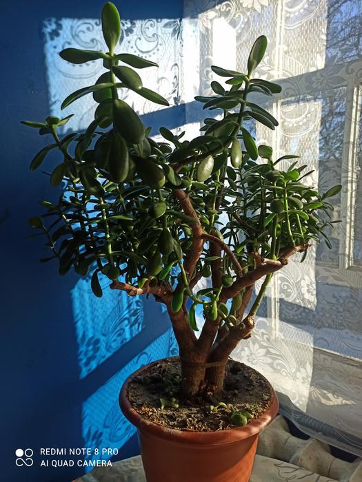 Продам комнатный вазон. photo 4