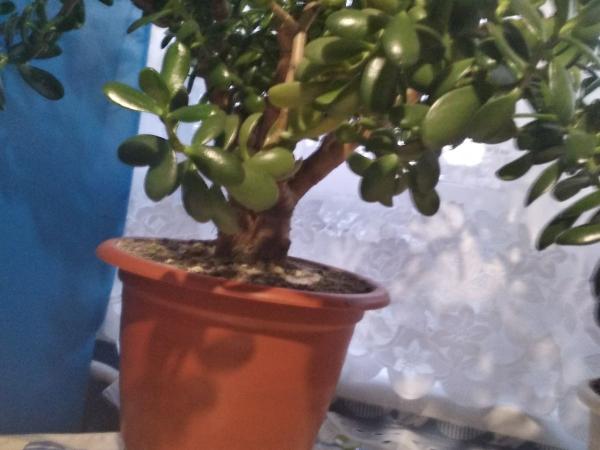 Продам комнатный вазон. фото