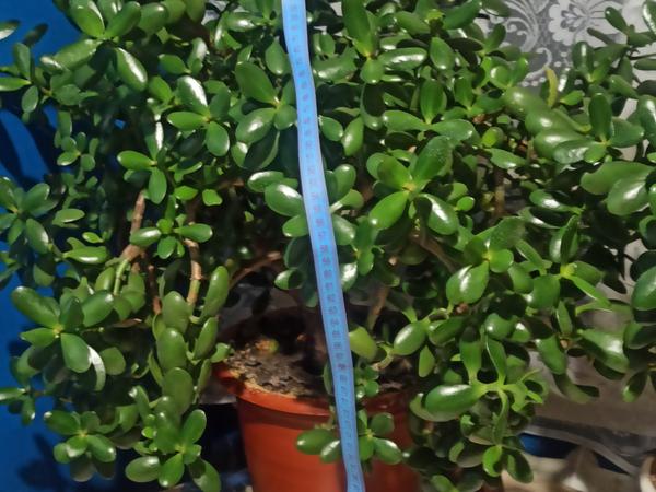 Продам комнатный вазон. фото