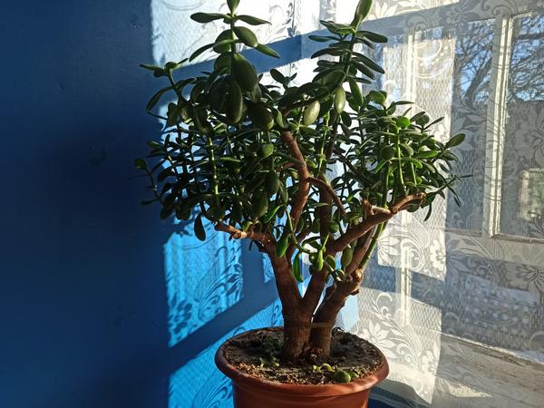 Продам комнатный вазон. photo