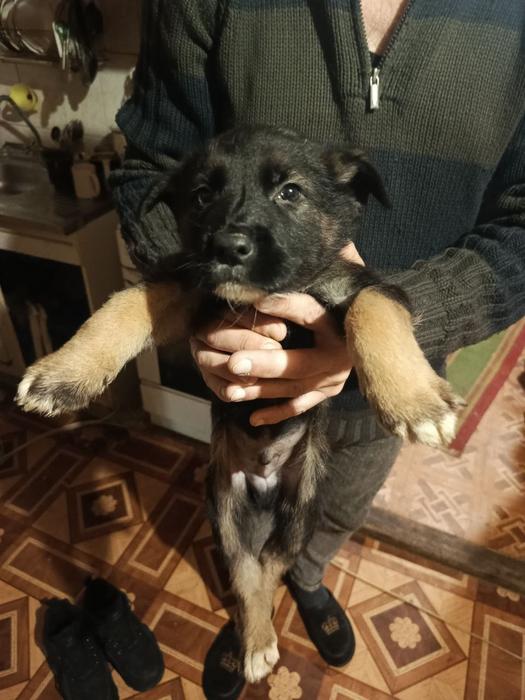 Немецкая овчарка photo 1