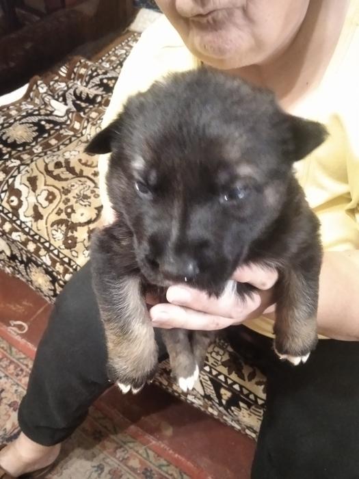 Немецкая овчарка photo 2