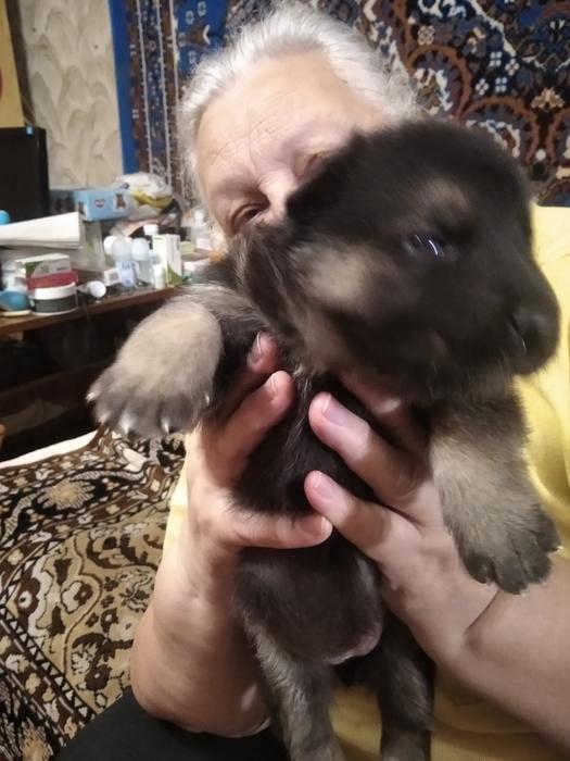 Немецкая овчарка photo 3