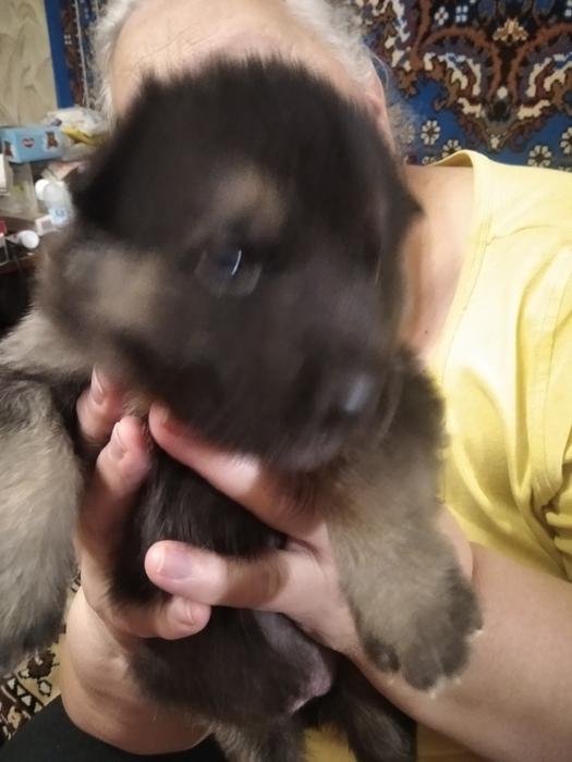 Немецкая овчарка photo 4