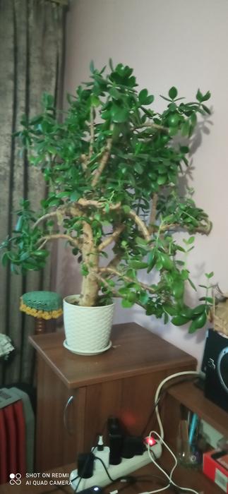 Кімнатні рослини фото 1