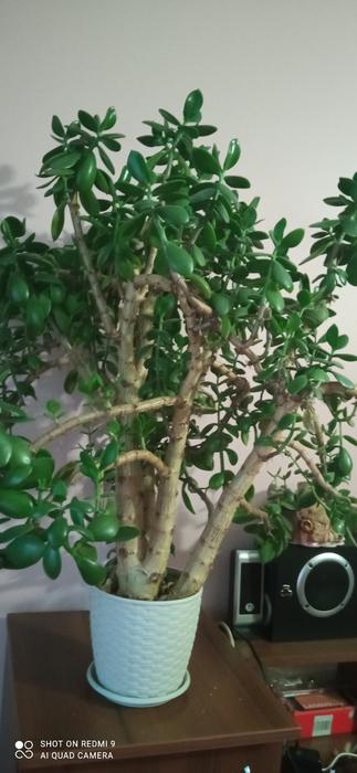 Кімнатні рослини фото 2