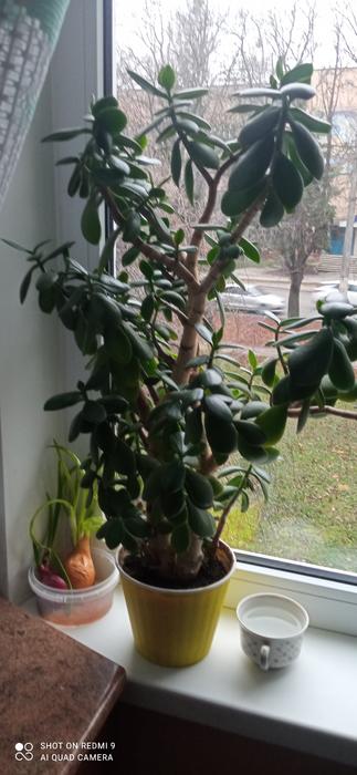 Кімнатні рослини фото 3