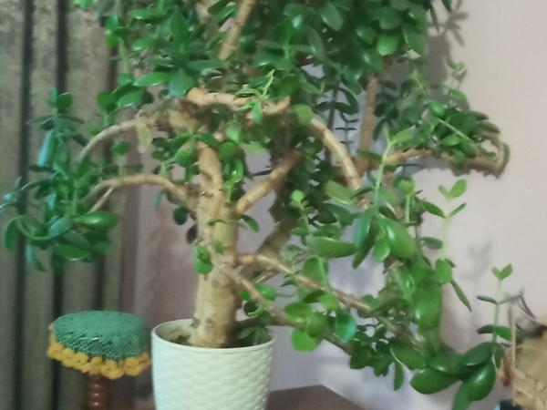 Кімнатні рослини фото