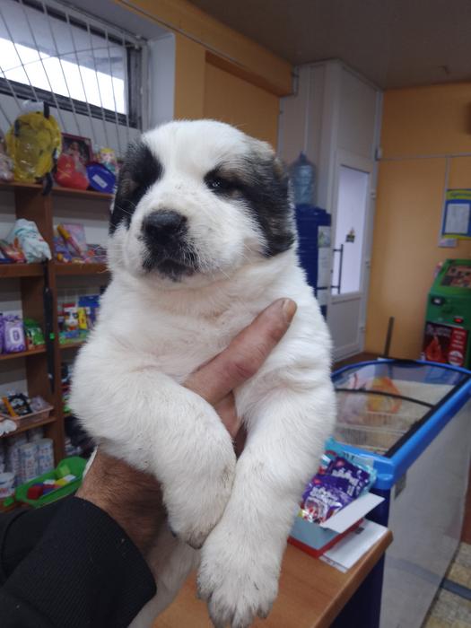 Продам щенков Алабая фото 2