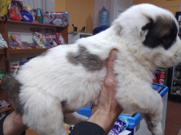 Продам щенков Алабая фото