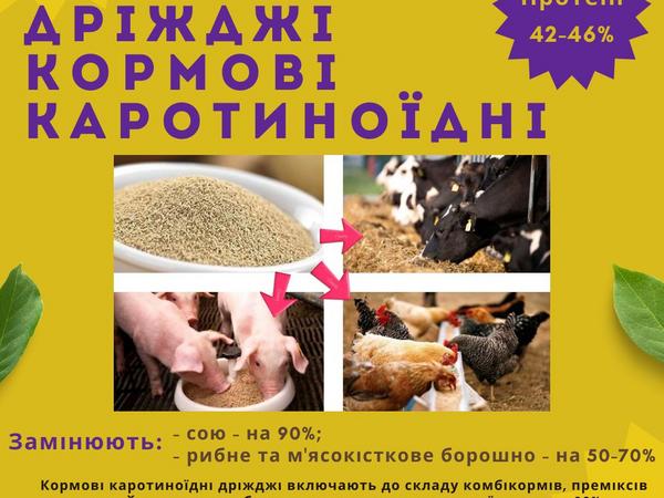 Кормові дріжджі – білково-вітамінна добавка photo