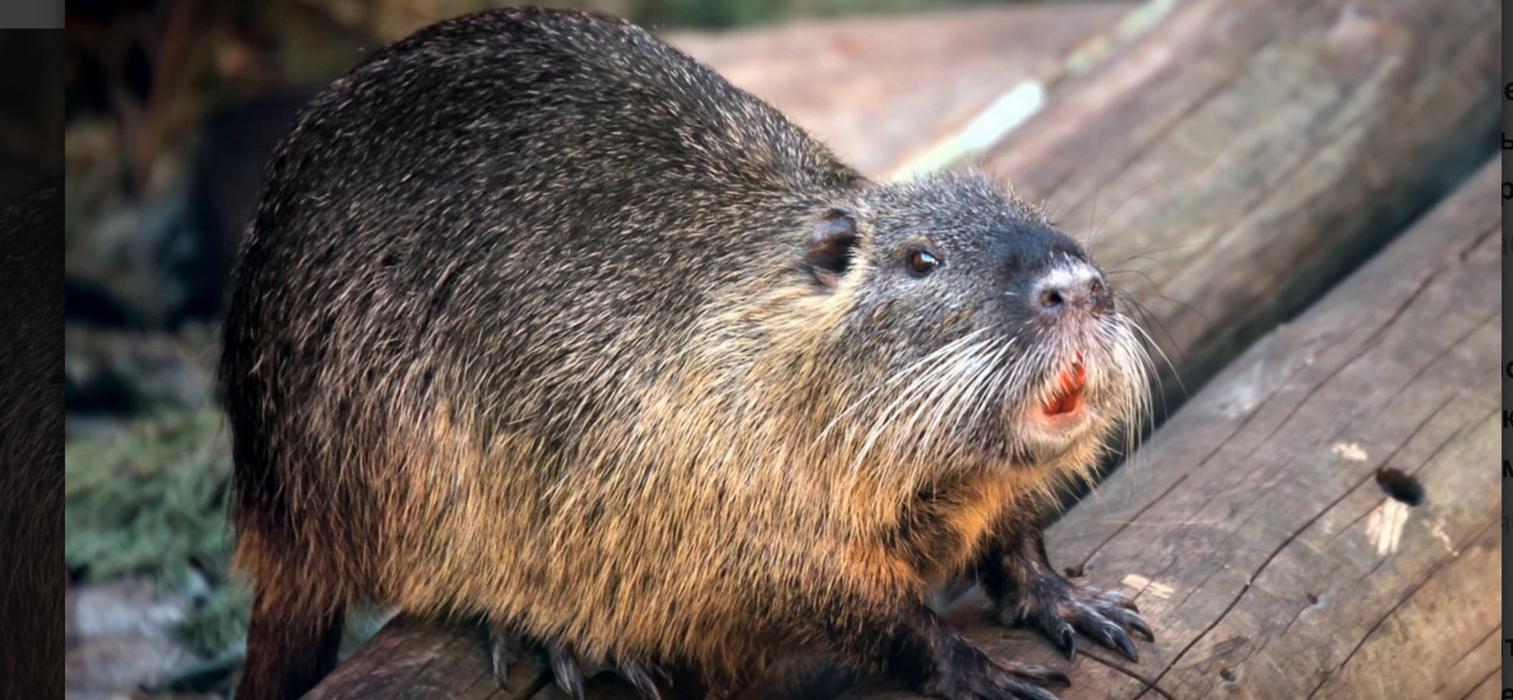 Продам Нутрії фото 1