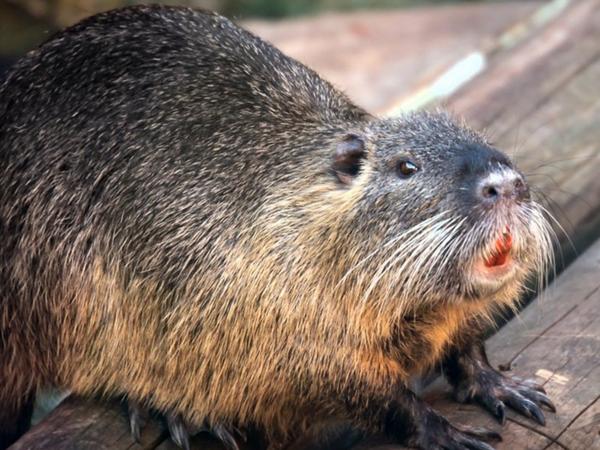 Продам Нутрії фото