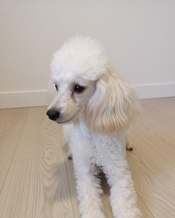 Перетримка тваринок фото 2