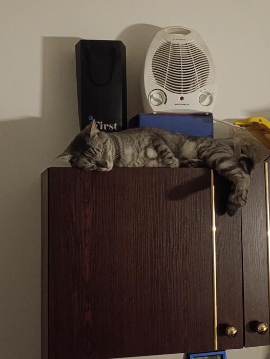 Перетримка тваринок фото 3