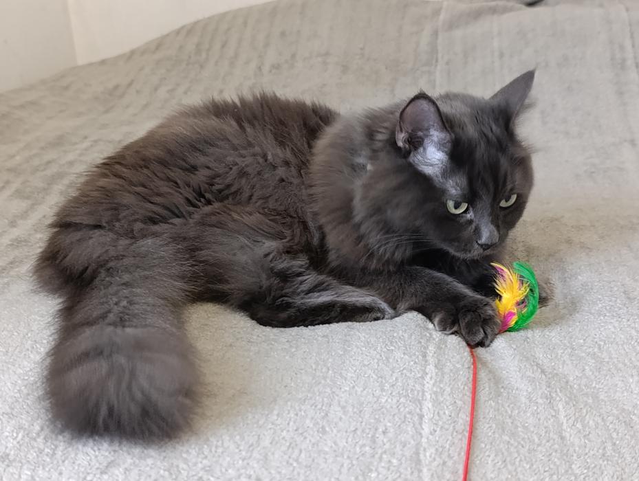 Перетримка тваринок фото 4