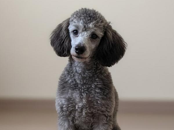 Перетримка тваринок фото