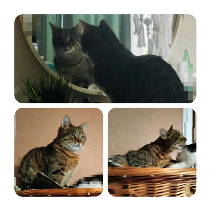 Прилаштування фото 1