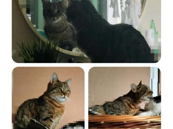 Прилаштування фото