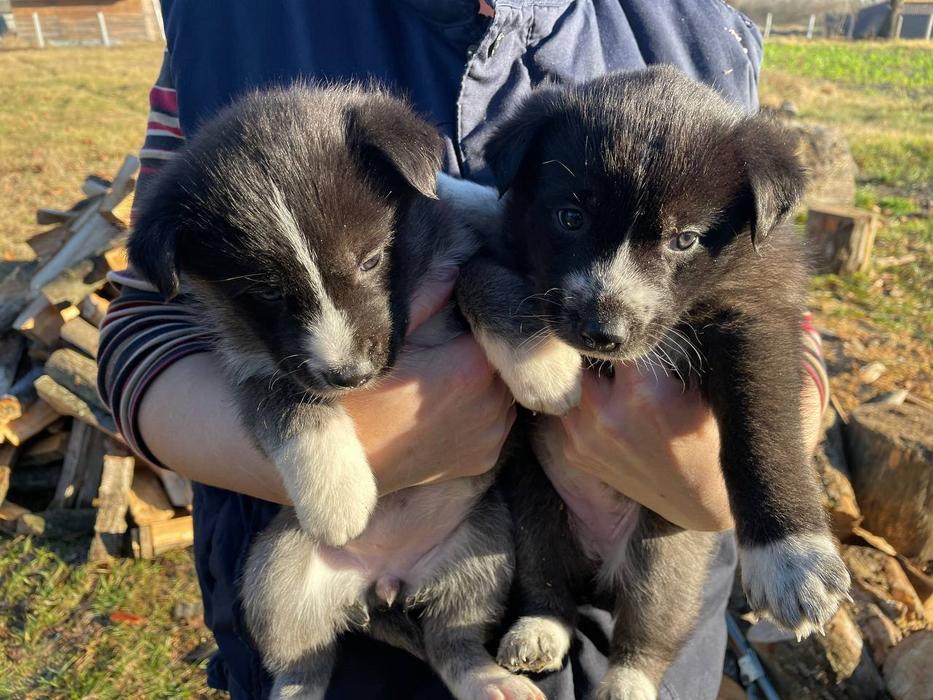 Цуценята photo 2