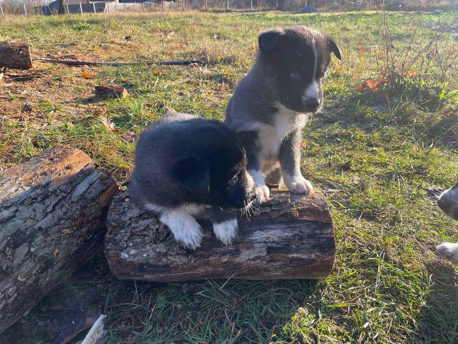 Цуценята photo 3